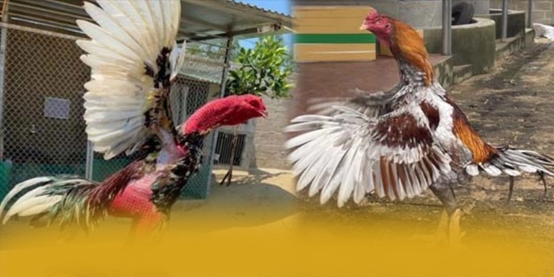 Hệ thống chăm sóc khách hàng tại SUNWIN